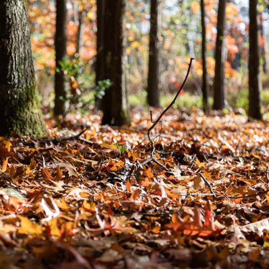 Waldboden mit Blättern im Herbst